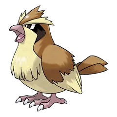 Pidgey